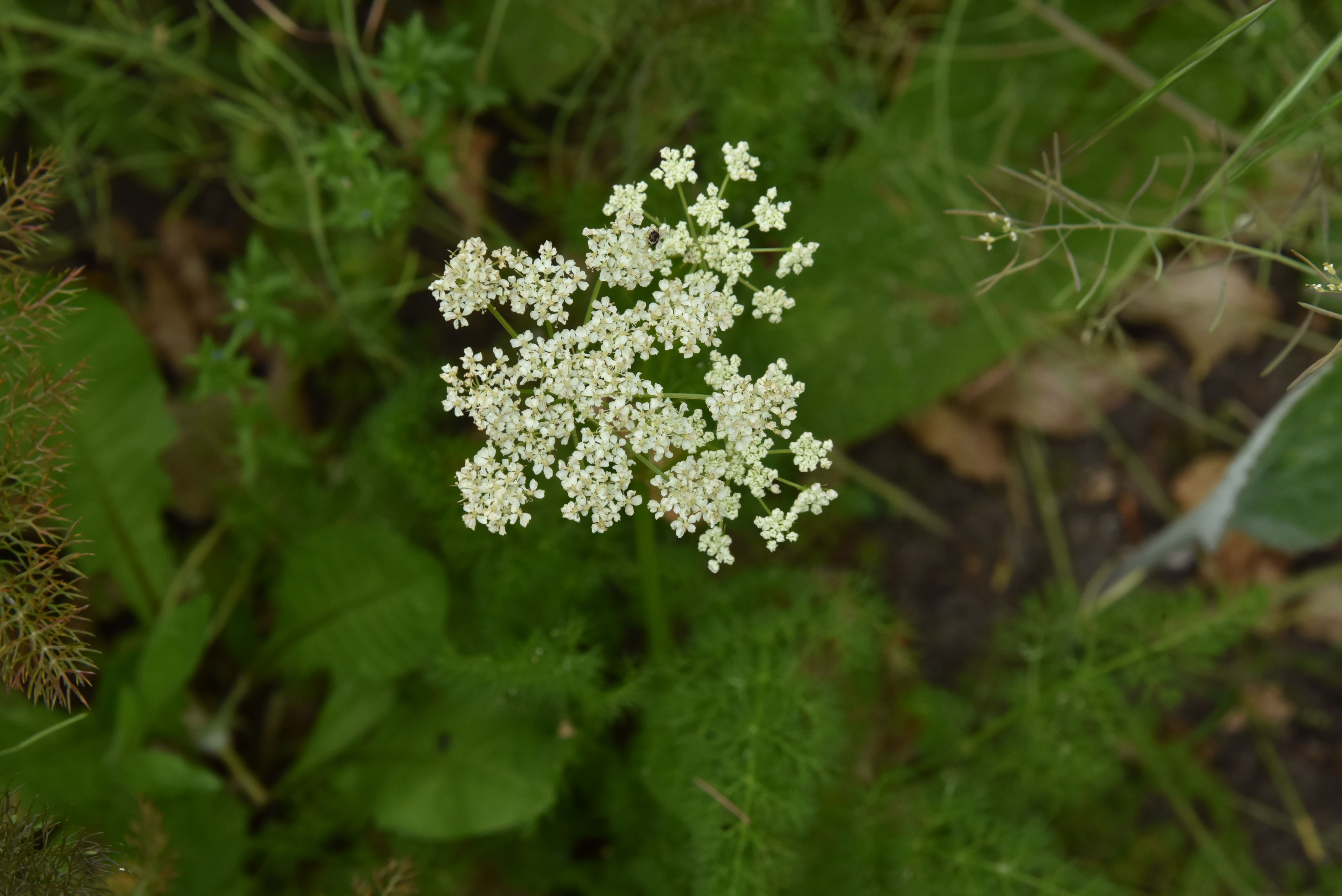 Selinum tenuifoliumKarweiselie bestellen